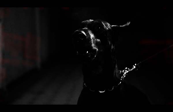 Booktrailer Trini